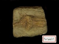 藏品(小型海百合化石)的圖片